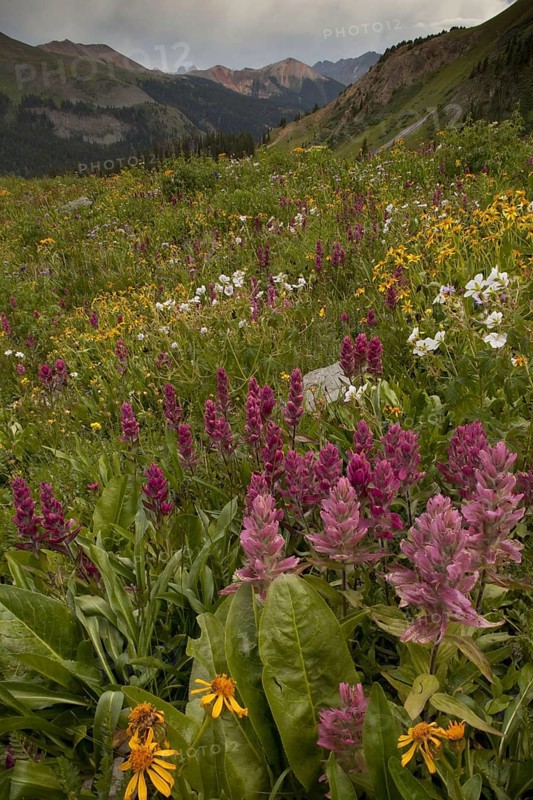 Pink paintbrush