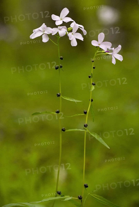 Coralroot Bitter-cress