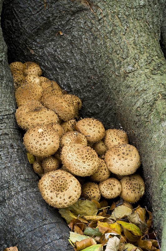 Shaggy Scalycap