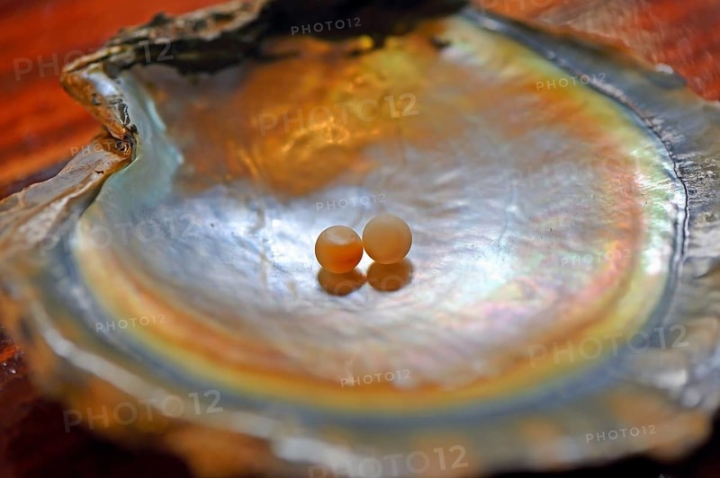 Plastic implants for the production of black cultured pearls
