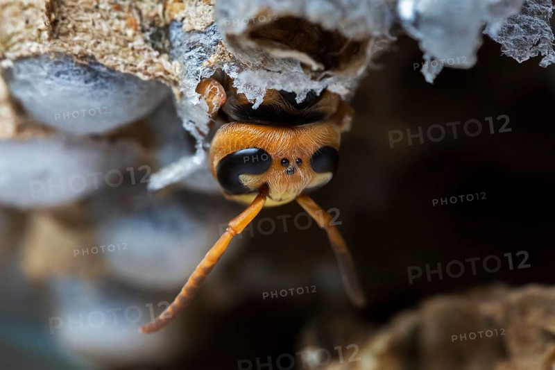 European european hornet
