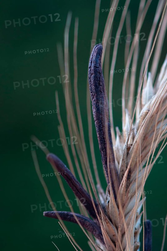 Ergot fungus
