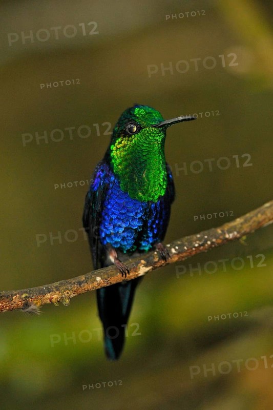 Green-crowned nymph