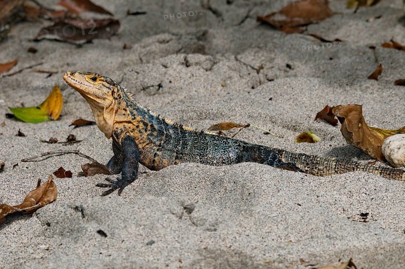 Black Iguana