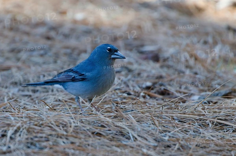 (Fringilla teydea)