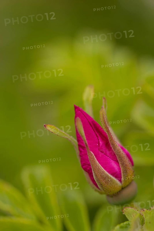 Potato Rose
