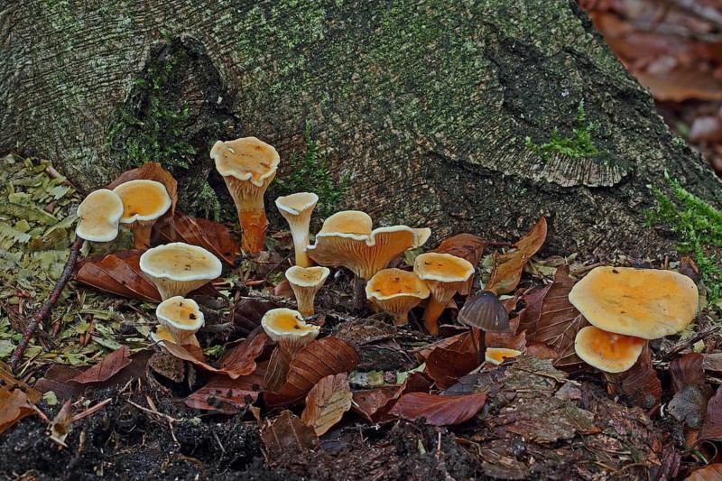 False chanterelle