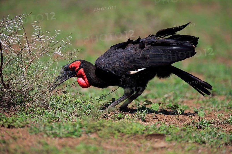 Southern ground hornbill