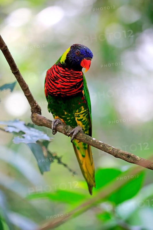 Coconut lorikeet