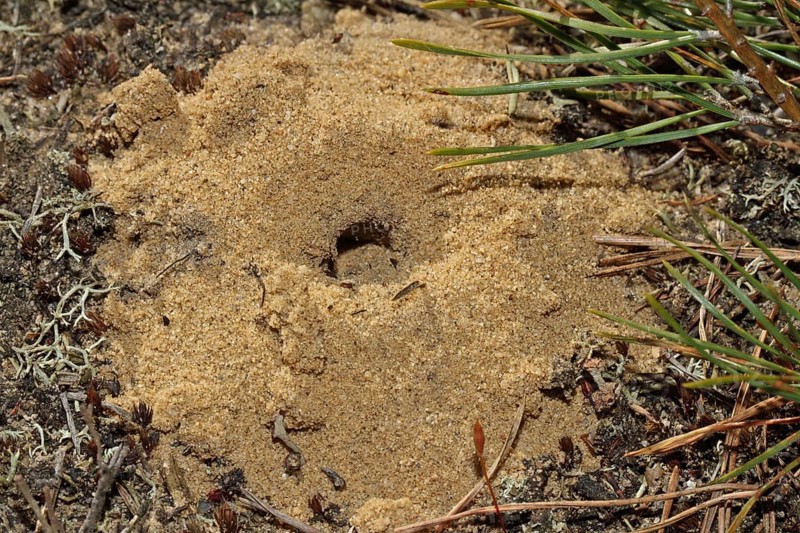 Willow sand bee