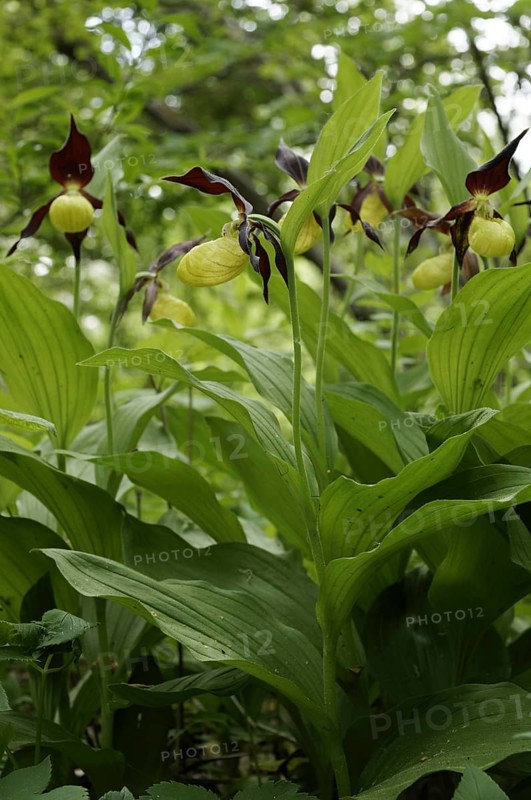 Yellow lady's slipper
