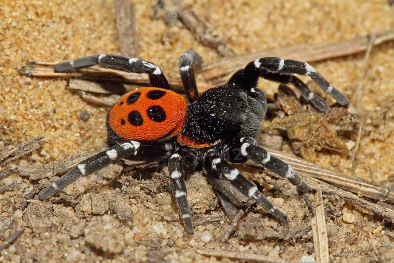 Ladybird spider
