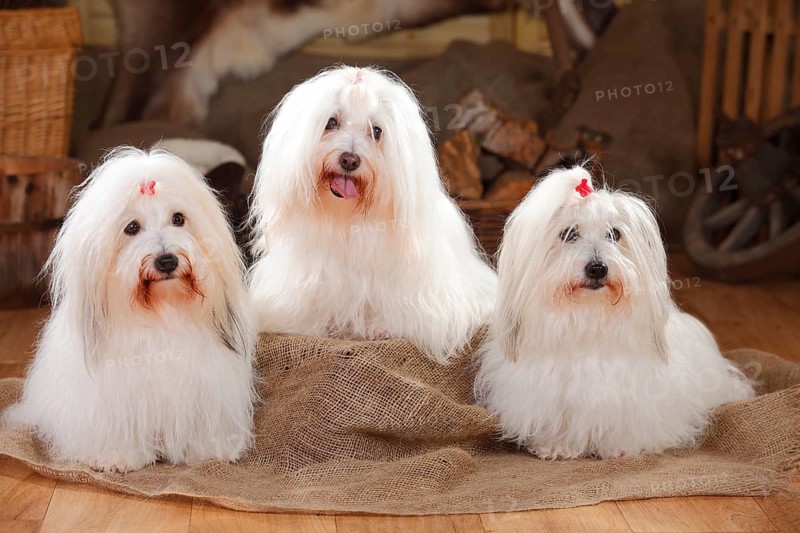 Coton de Tulear