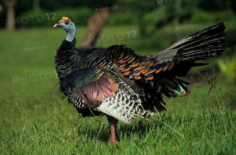 Turkey