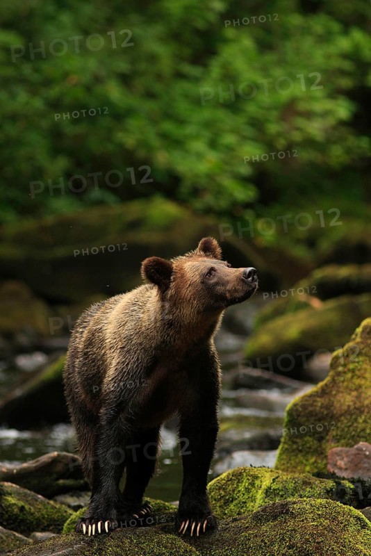 Grizzly bear