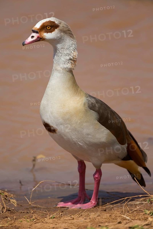 Alopochen egyptian goose