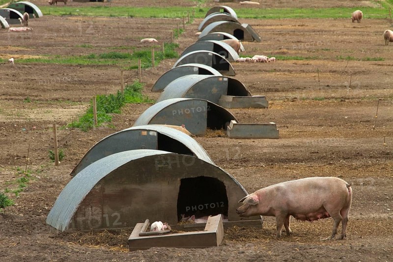 Keeping pigs outdoors