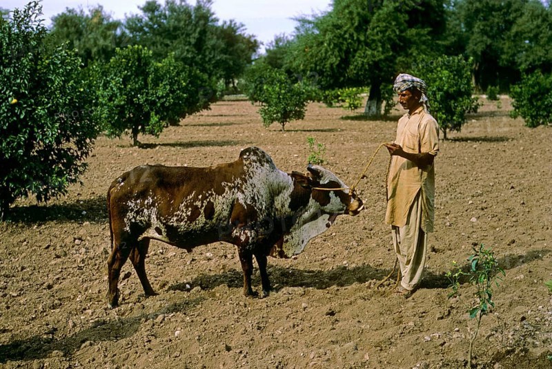Lohani cattle