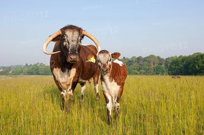 Domestic Cattle