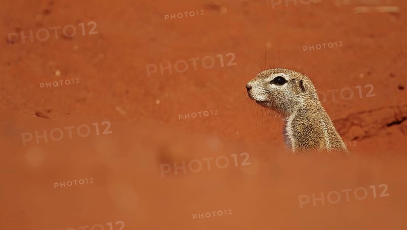 Cape Ground Squirrel