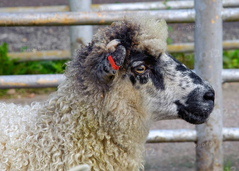 Domestic Sheep