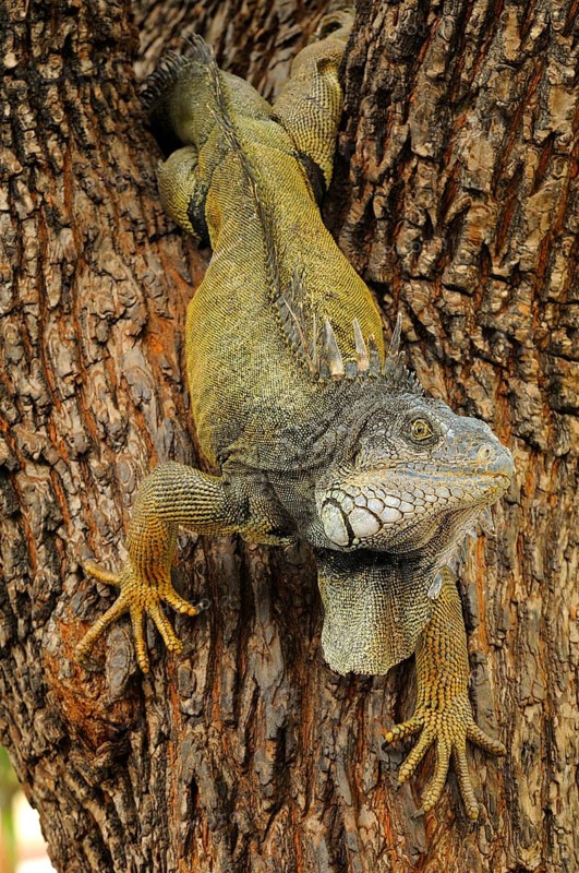 Green iguana
