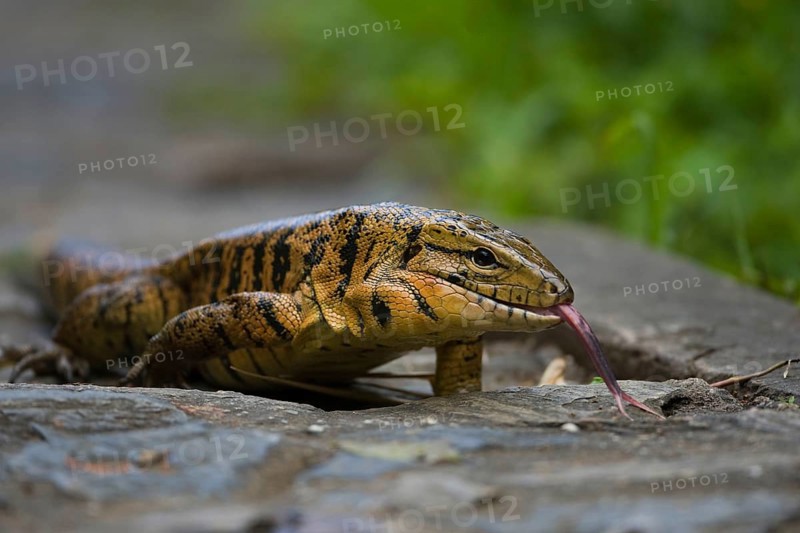 Common Tegu