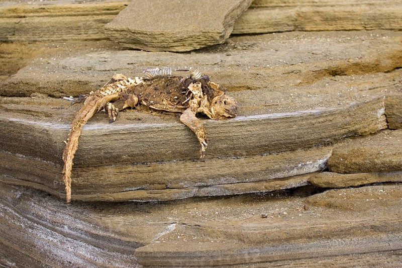 Dead Marine Iguana