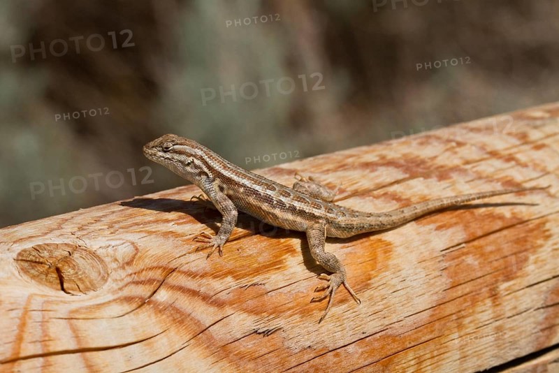 Spiny Lizard