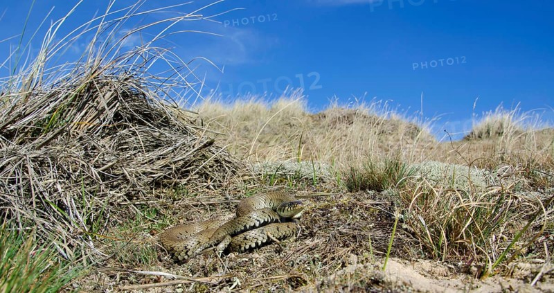 Grass snake