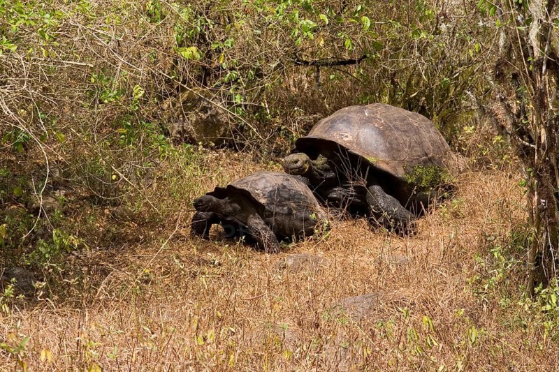 Testudo elephantopus porteri porteri porteri