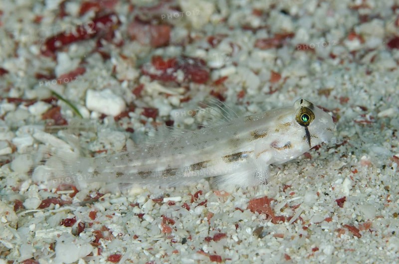 Eye goby Gnatholepsis anjerensis adult
