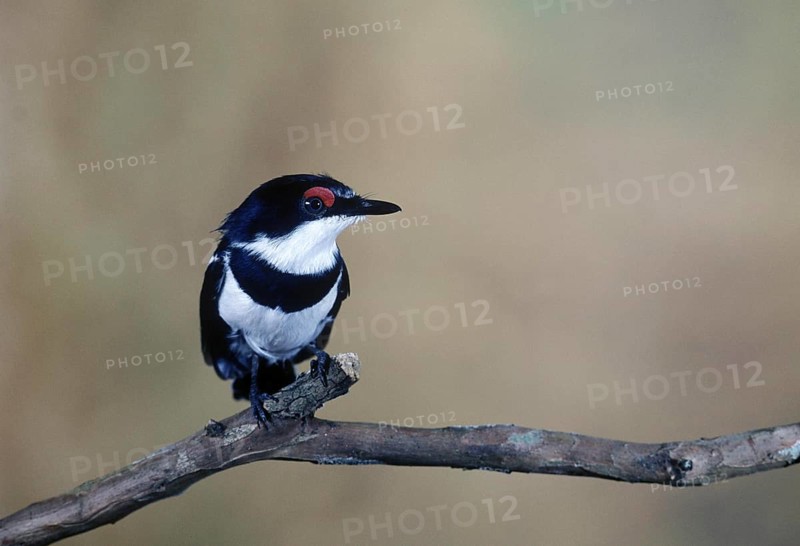 Black-throated Wattle-eye