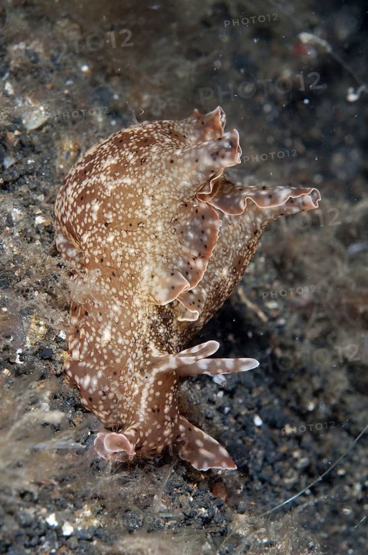 Kuroda's Sea-hare