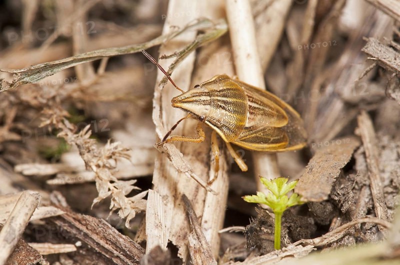 Conebug