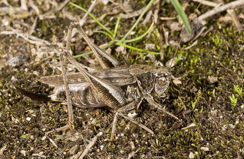 Gray bush-crickets