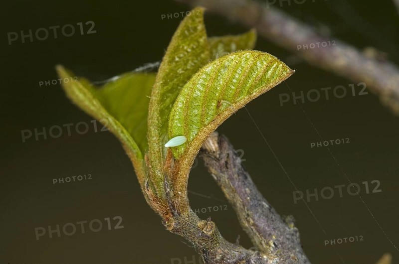 Brimstone