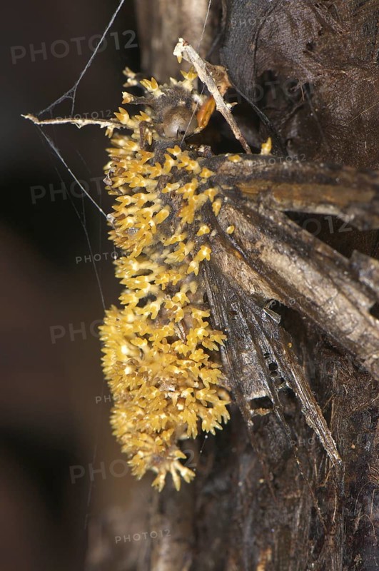 Sac Fungus
