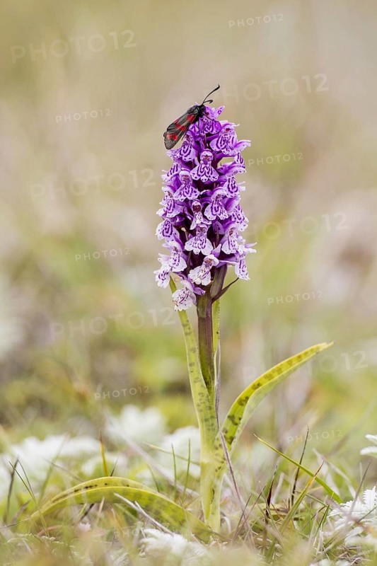 Six-spot burnet