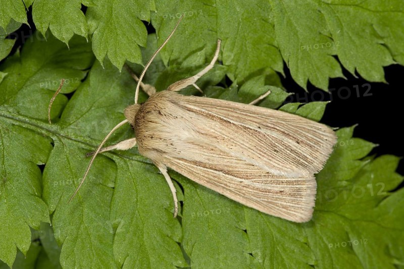 Smoky wainscot