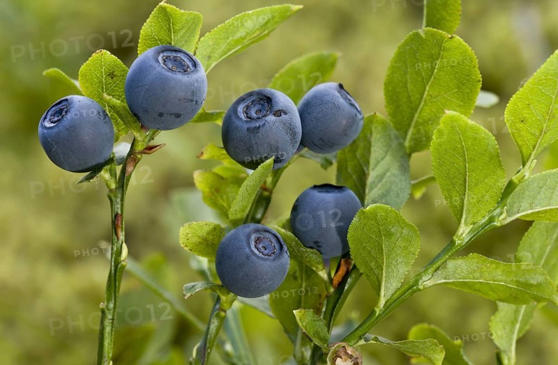 Bilberry