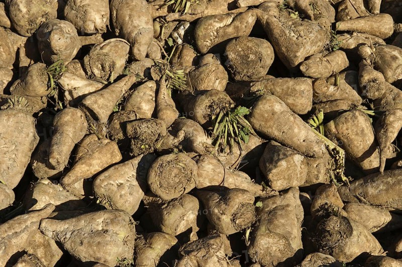 Harvest of sugar beet
