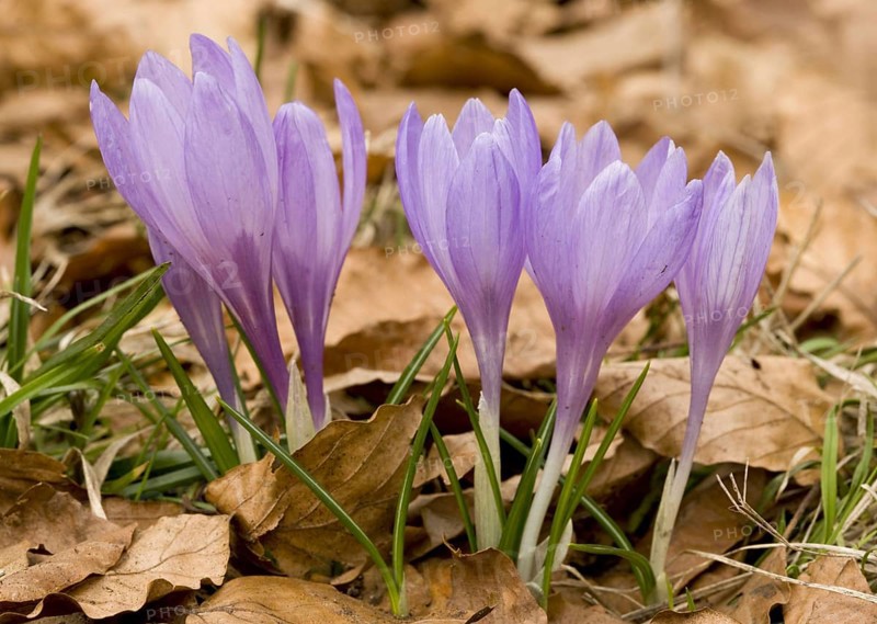 Spring crocus