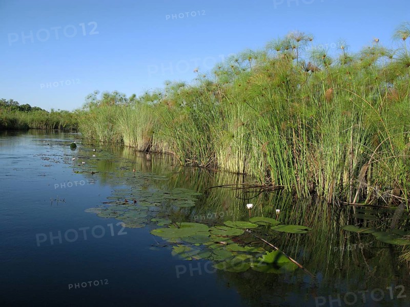 Papyrus growing on the edge of water channels