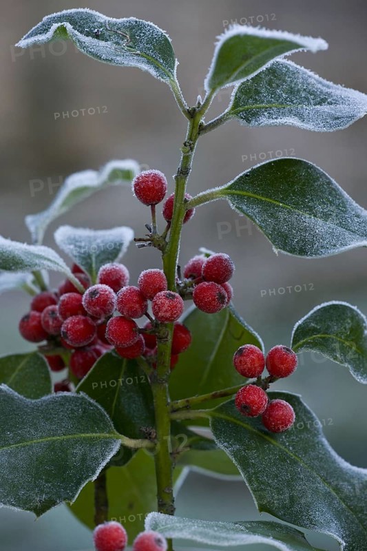 Holly