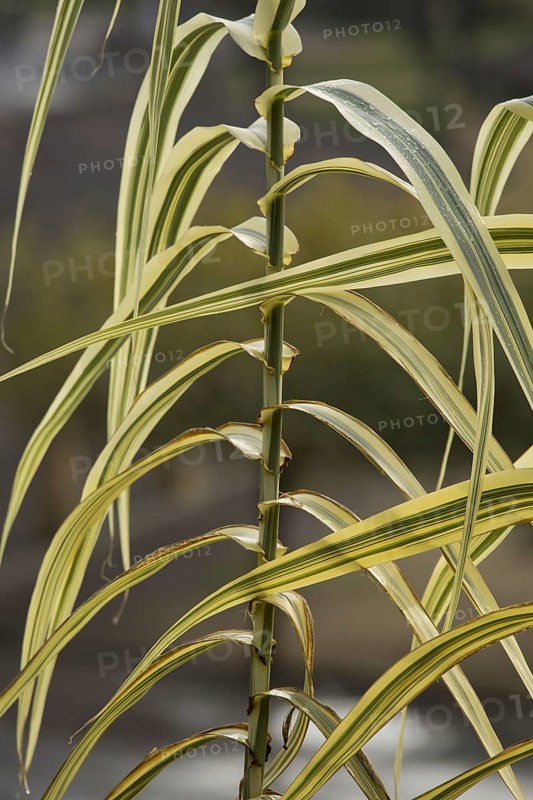Giant Reed