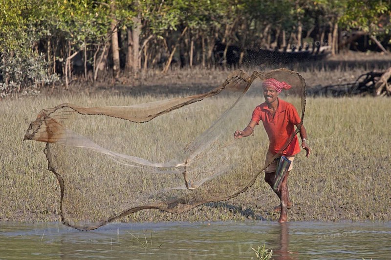 Fishermen cast net at water's edge in mangrove forest