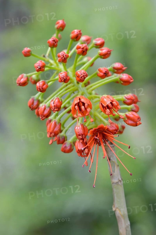 Flower of natal bottlebrush