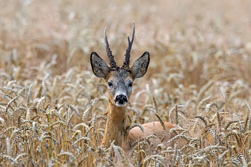 European european roe deer