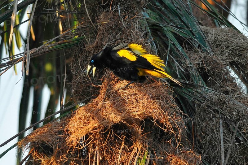 Yellow-backed Oropendola
